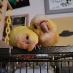 Jaime Stephens - @birbflok - Instagram