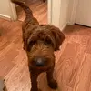 Dog lover - @jaimestewart740 - TikTok