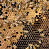 thehoneypotapiary - @jaimetracy11 - TikTok