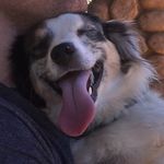 Jamie Tripp - @cowboythemiraculous_miniaussie - Instagram