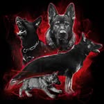 Jaime Wells - @vomschonenberggermanshepherds - Instagram