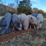 Jaime William - @freedomfarm2020 - Instagram