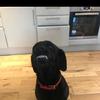 JaimeWolf _Lover - @jaime_wolf - TikTok