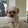 jamie wu - @jamiewu10987654321 - TikTok