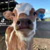 yanyan - @jaimeyan502 - TikTok