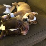 Jaime York - @otisandrosey - Instagram