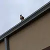 Jairo Santos - @jairo.santos13 - TikTok