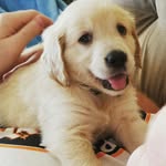 Jake Baird - @jakethetexasgolden - Instagram