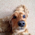 Jake Baird - @goldencocker - Instagram