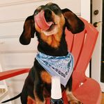 Jake DeLongdog (Barefoot) - @jake.the.doxie - Instagram