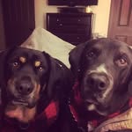 Jake & Beau Wilson - @jakeandbeaunanigans - Instagram