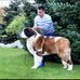 Jake St Bernard Puppies Home  - Facebook