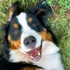 Dobrovolskaya - @jake_bernese - TikTok