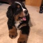 J A K E - @jake_bernese - Instagram