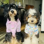 JAKE + STANLEY | DOODLE BROS - @jake.the.mini.bernedoodle - Instagram