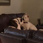 Jake & Blixen - @jakeandblixen - Instagram
