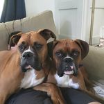 Elwood & Jake Blues - @elwoodandjakeblues - Instagram