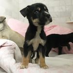 Jake & Elwood Blues - @bluespuppies - Instagram