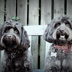 Jake And Elwood Blues 💙 - @jake_elwoodblues - Instagram