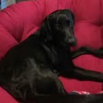 🐶Jake Blues🐶 - @jake_blues_the_dog - Instagram