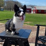 Jake Blues Sumpman - @jakeblues_cardigan_corgi - Instagram