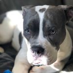 #jakeblues - @jakebluespittie - Instagram