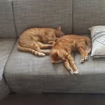 Jake&Elwood Blues - @jake_elwood_blues - Instagram