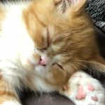 Joliet Jake Blues - @jake_blues1002 - Instagram
