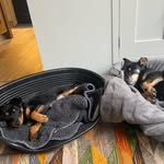 Jake&Bobby - @jakeandbobbysworld - Instagram