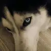 Husky = Love - @jake.boes1 - TikTok