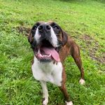 Jake Bowie-Fry - @jakeyboxer - Instagram