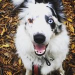 Jake Hills - @jake_the_bowie_tribute_act - Instagram