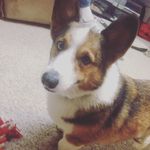 Jake The Bowie Pup - @jakethebowie - Instagram