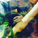 Jake (the snek) Strudel Bowie - @jake.strudel.bowie - Instagram