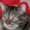 Jake Boyce - @konfused_kat - TikTok