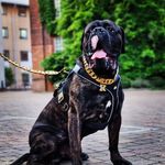Jake Bradford - @kingcanecorsono.1 - Instagram