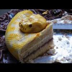 Jake Brittain - @snake_the_jake_the_cake - Instagram