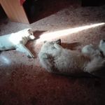 🇵🇪🐶Jake And Yuki cabrera🐾🇮🇹 - @jake.cabrera20 - Instagram