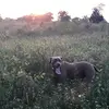 Jake Cantrell - @hogdemolish - TikTok