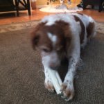 Jake Caron - @jake_the_brittany - Instagram