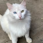 jake cassinelli - @jakecassinelli - Instagram
