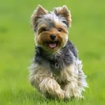 Charleston Jake - @jakecharleston70 - Instagram