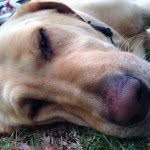 Jake Chastain - @jakedatdog - Instagram