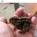 Jacob Chavis - Facebook