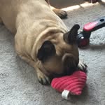Jake - @jakecheng_frenchie - Instagram