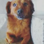 Jake Chestnut Damelines - @bebe_chestnut14 - Instagram