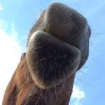 Jake - @chestnut_jake - Instagram