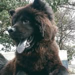 Jake 🖤 (Chow Chow) - @jake_chowchow - Instagram