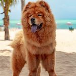 Jake chow chow - @jakechowchow.dog - Instagram