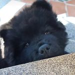 Jake Douglas - @jake_choww - Instagram